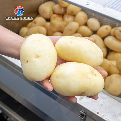 Brush washing and hoisting production line Ginger Potato Carrot Taro Sweet potato Yam processing production Machine